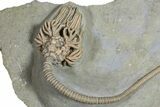 Fossil Crinoids and Horn Coral - Crawfordsville, Indiana #296788-2